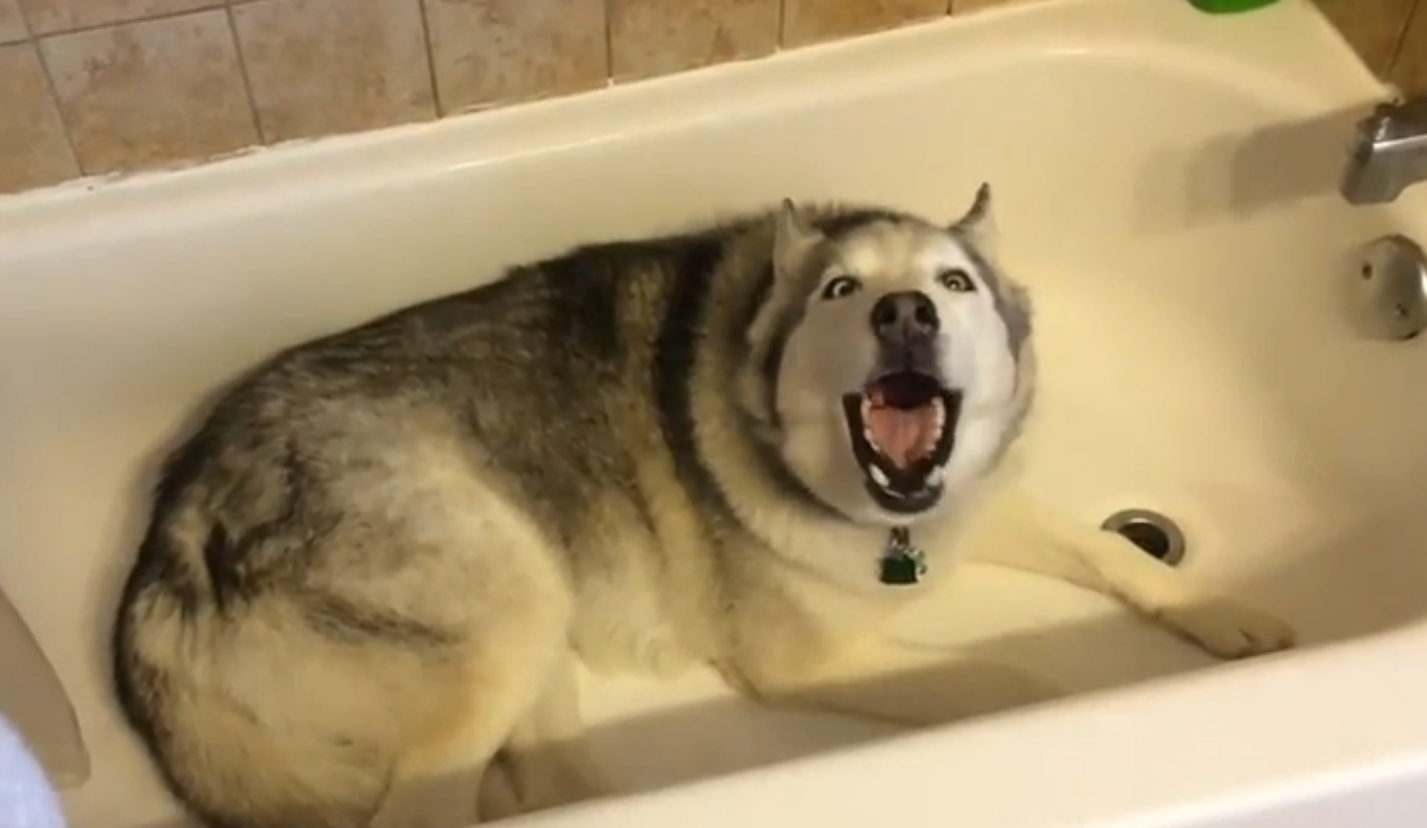 Stubborn husky throws hilarious temper tantrum AOL Features